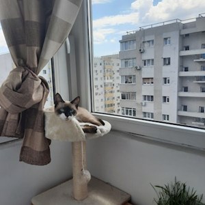 One visit cat in București pet sitting request