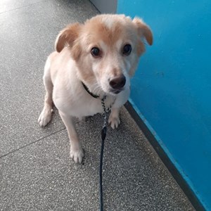 Walks dog in București pet sitting request