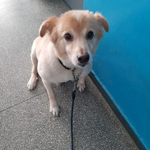 Plimbări caine in București cerere pet sitting