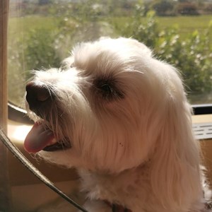 Visits dog in Cluj-Napoca pet sitting request