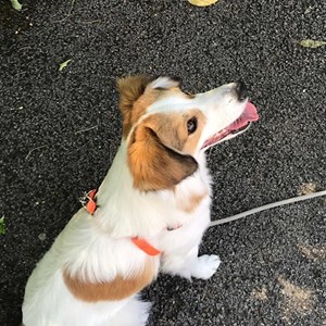 Cazare caine in Cluj-Napoca cerere pet sitting