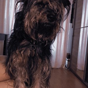 Cazare caine in Cluj cerere pet sitting