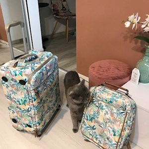 Vizite pisica in București cerere pet sitting