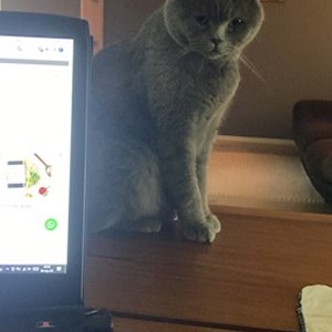 Cazare pisica in 1 Decembrie cerere pet sitting