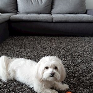 Plimbări caine in Cluj-Napoca cerere pet sitting