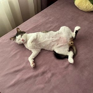 Cazare pisica in Cluj-Napoca cerere pet sitting