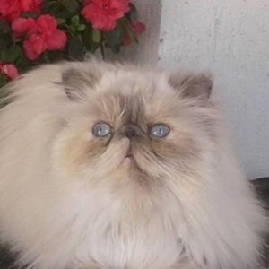 One visit cat in Cluj-Napoca pet sitting request