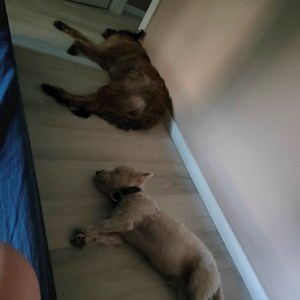 Plimbări câini in București cerere pet sitting