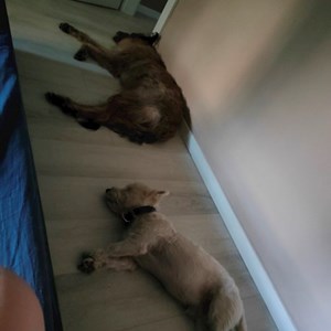 Walks dogs in București pet sitting request