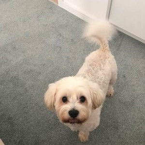 Cazare caine in București cerere pet sitting