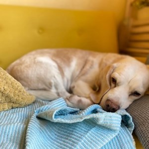 Szállás kutya -ban Bucharest kisállatszitting kérés