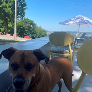 Cazare caine in Târgu Mureș cerere pet sitting