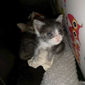 Szállás cicák -ban Târgu Mureș kisállatszitting kérés