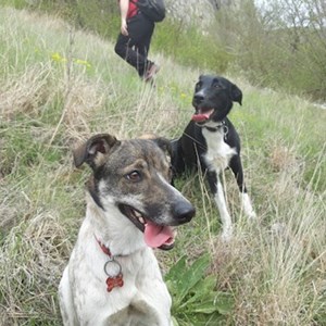 Cazare câini in Cluj-Napoca cerere pet sitting