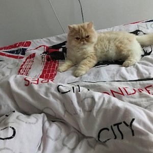 Szállás cica -ban Cluj-Napoca kisállatszitting kérés