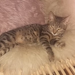 Boarding cat in București pet sitting request
