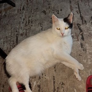 Látogatások cica -ban București kisállatszitting kérés