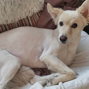 Grădiniţă caine in Bucureşti cerere pet sitting