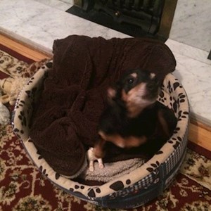 Cazare caine in București cerere pet sitting