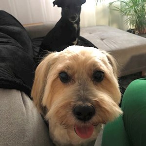 Boarding dogs in Cluj-Napoca pet sitting request