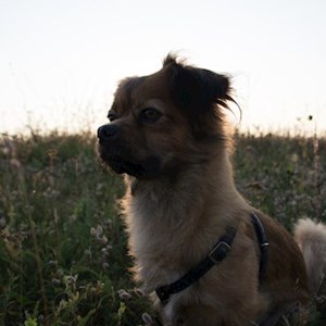 Boarding dog in Cluj-Napoca pet sitting request