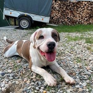 Cazare caine in București cerere pet sitting