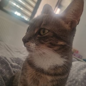 One visit cat in București pet sitting request