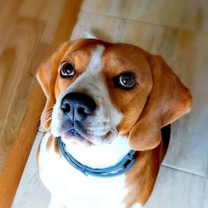 Cazare caine in Florești cerere pet sitting