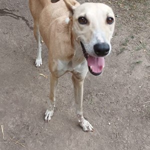 Laura- petsitter București or Pet nanny for 
