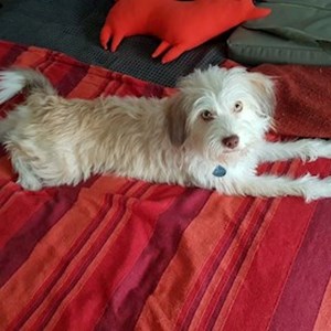 Cazare caine in București cerere pet sitting