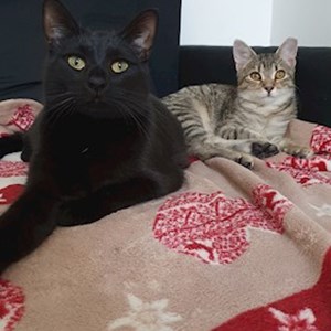 Boarding cats in Cluj-Napoca pet sitting request