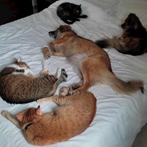 James- petsitter Bucureşti or Pet nanny for Dogs Cats 