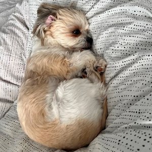 Cazare caine in Baciu cerere pet sitting