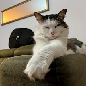 Cazare pisica in Cluj-Napoca cerere pet sitting