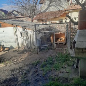 O vizita câini in Cluj-Napoca cerere pet sitting
