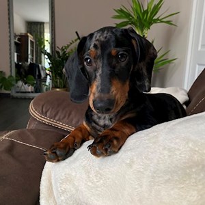 Cazare caine in Cluj-Napoca cerere pet sitting