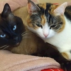 Boarding cats in București pet sitting request