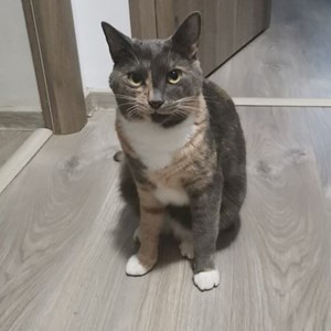 Szállás cica -ban Chiajna kisállatszitting kérés