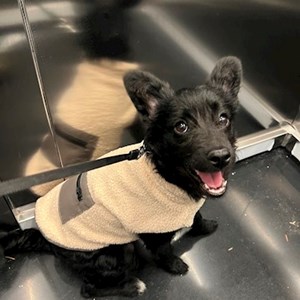 Cazare caine in București cerere pet sitting