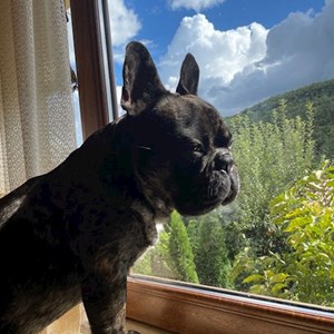 Cazare caine in Cluj-Napoca cerere pet sitting