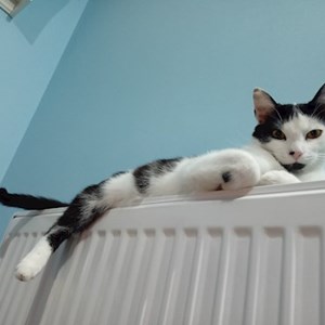 Cazare pisica in Cluj-Napoca cerere pet sitting