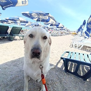 O vizita caine in București cerere pet sitting