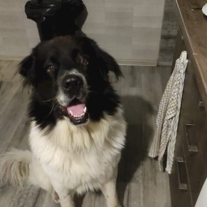 Plimbări caine in București cerere pet sitting