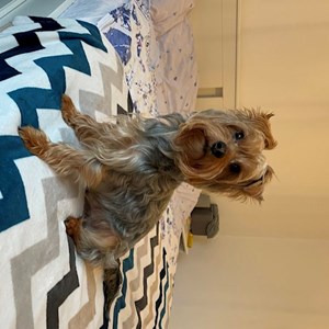 Cazare caine in București cerere pet sitting