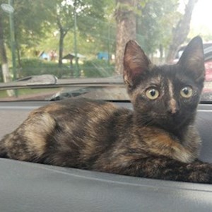 Boarding cat in Bucureşti pet sitting request