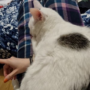 Cazare pisica in Cluj-Napoca cerere pet sitting