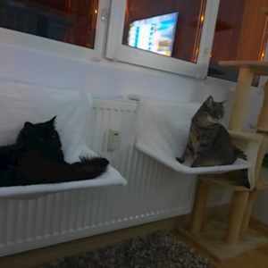 Visits cats in Ploiești pet sitting request