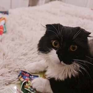 Iunia- petsitter Iași or Pet nanny for 
