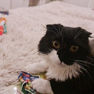 Cazare pisica in Iași cerere pet sitting