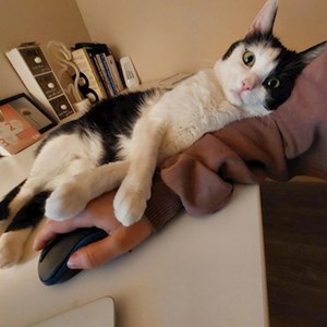 Birligoiu- petsitter București or Pet nanny for 